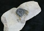 Leonaspis Trilobite - Atchana, Morocco #18579-2